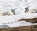 Wildlife Spitsbergen