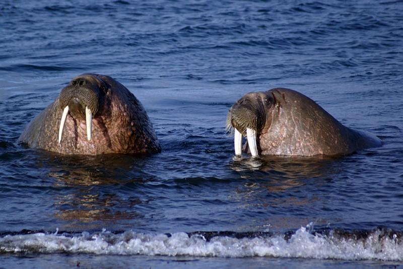 Walrussen Spitsbergen