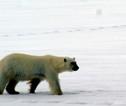 IJsbeer Spitsbergen