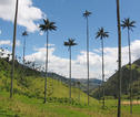 Rondreis Colombia waxpalmen