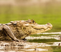 Costa Rica krokodil
