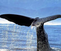 Thumb azoren walvissen spotten