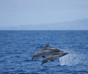 Thumb azoren dolfijnen