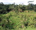 Rijstenvelden