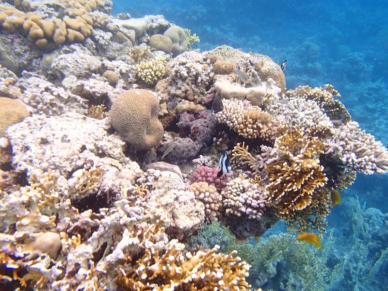 Rondreis Jordanië Rode Zee