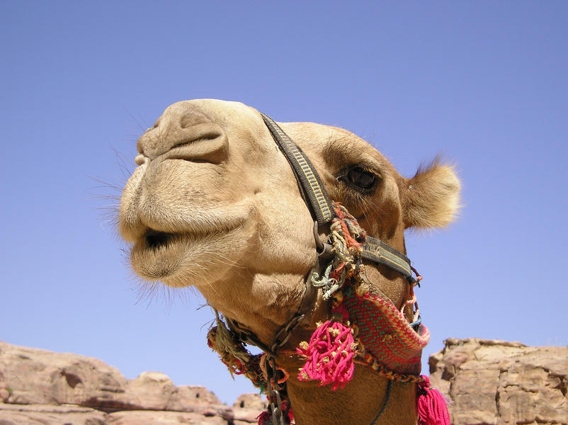 Rondreis Jordanië Petra