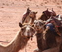 Wadi Rum 