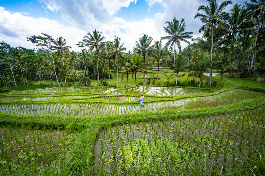 Premium Reis Java, Bali, Flores en Komodo