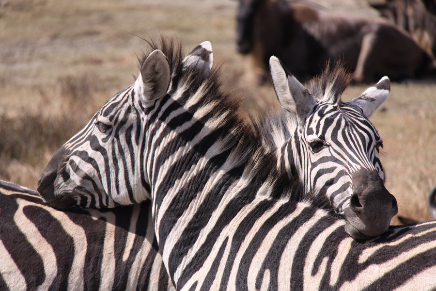 Tanzania Zebra