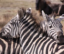 Tanzania Zebra