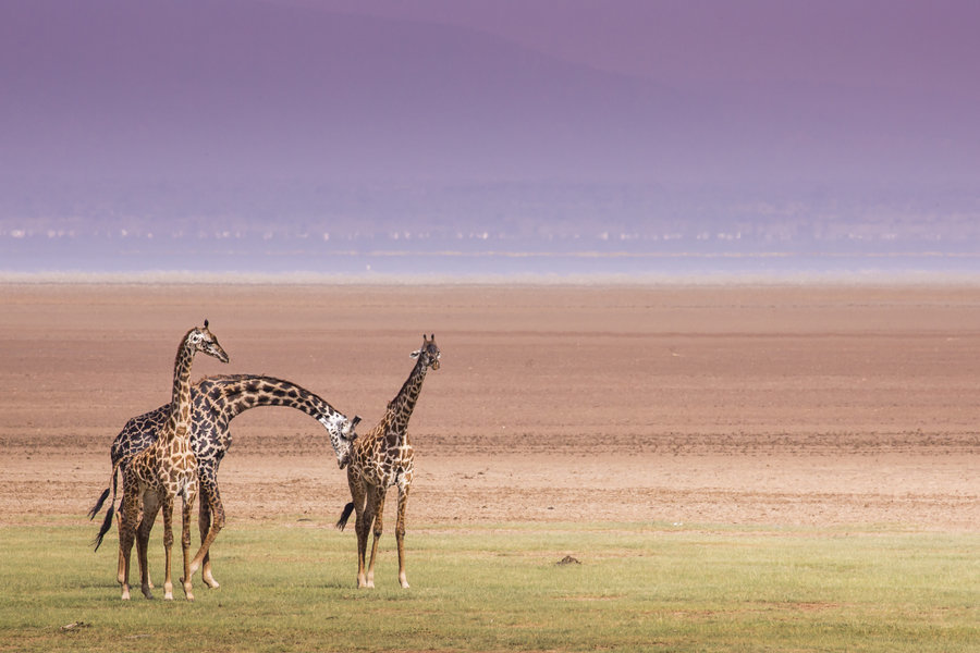 Tanzania Giraffe