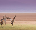 Tanzania Giraffe