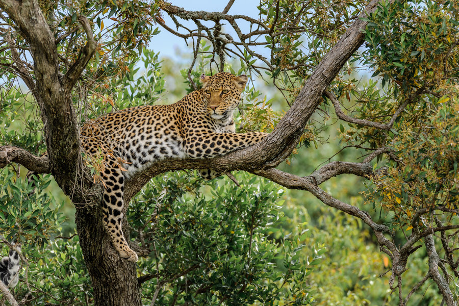 Groepsrondreis Kenia en Tanzania