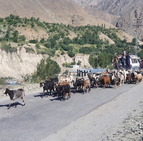 Groepsrondreis Pakistan - Baltistan & Hunza