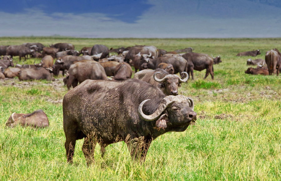 Rondreis Kenia en Tanzania