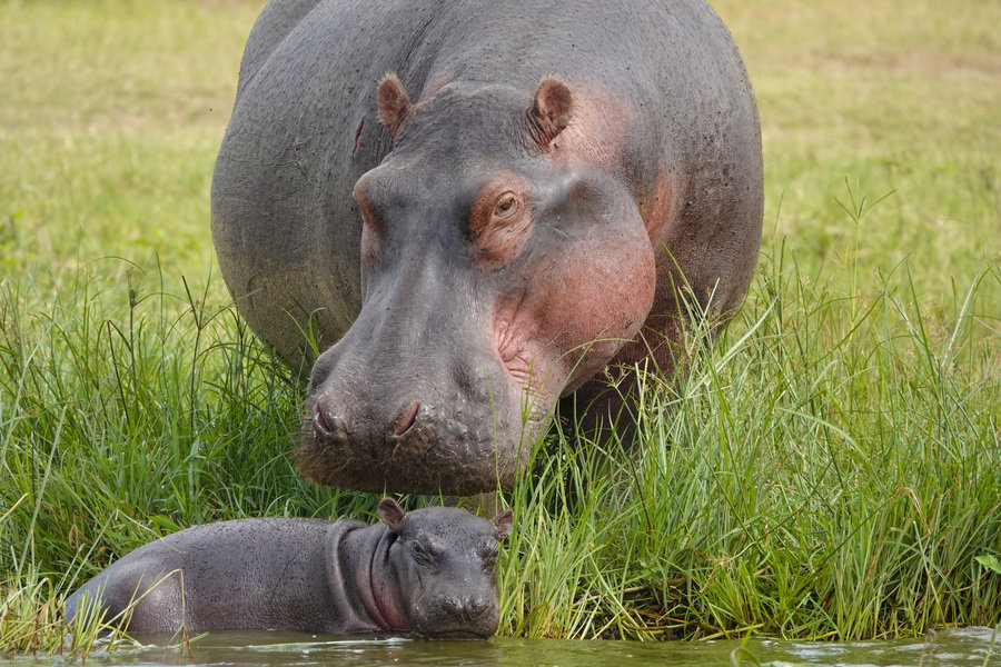 Rondreis Kenia en Tanzania