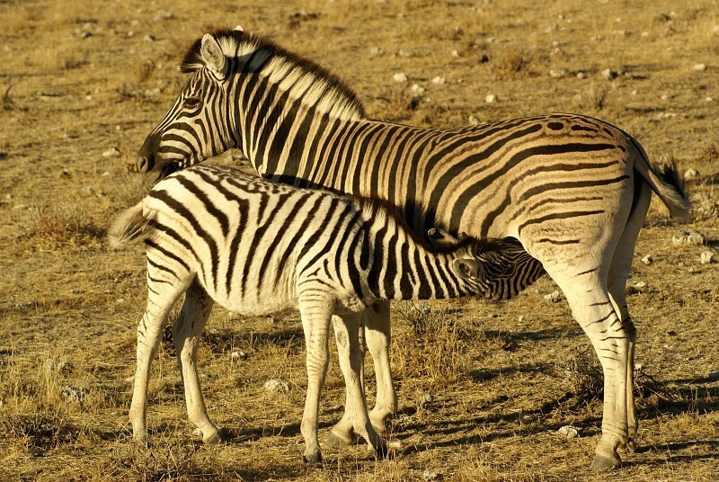 Etosha NP
