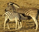 Etosha NP