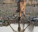Etosha