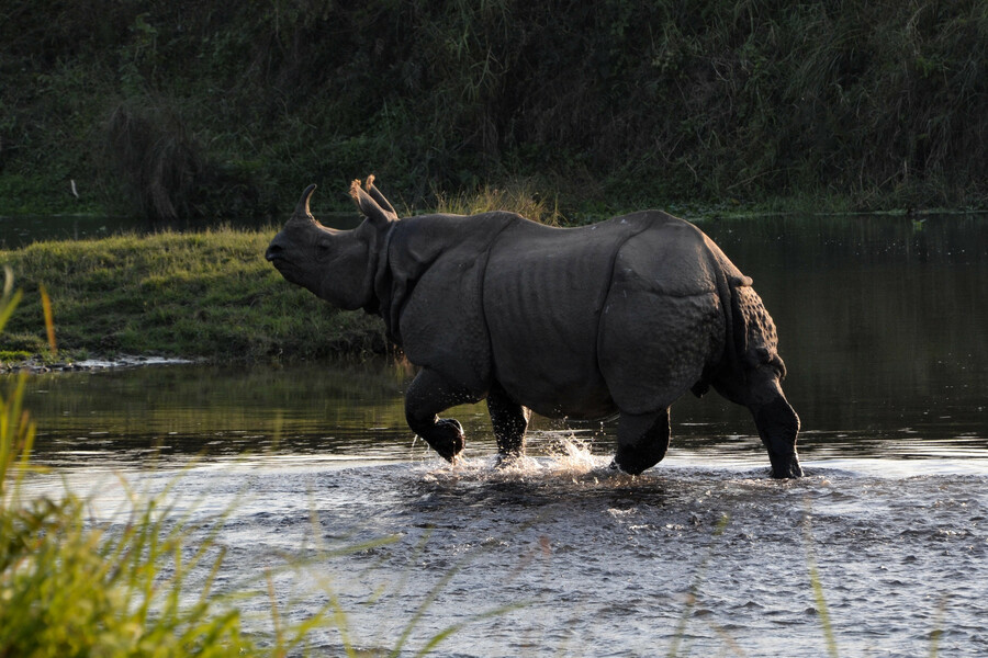 Rondreis Nepal Chitwan neushoorn