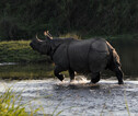 Rondreis Nepal Chitwan neushoorn