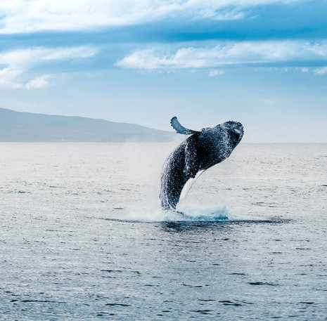 Walvis Ijsland