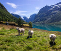 Groepsrondreis Noorwegen