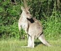 Kangoeroe Australië