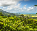Daintree rainforest