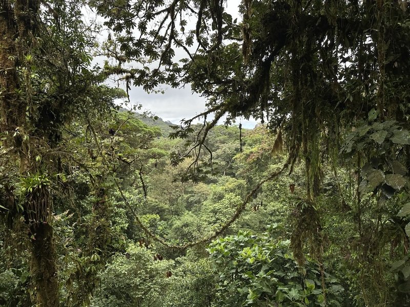 Nevelwoud Monteverde