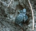 Schildpad baby