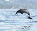 Playa Carillo dolfijn