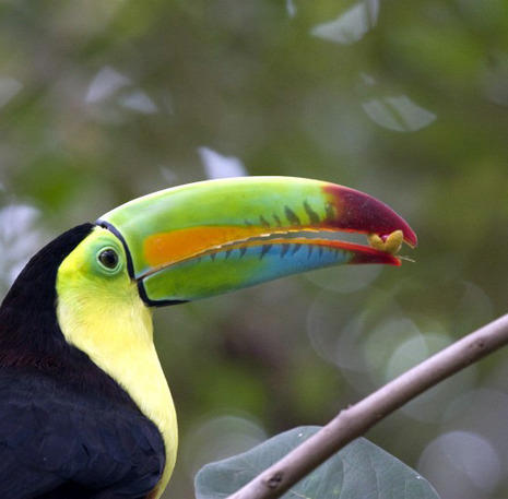 Wildlife Costa Rica