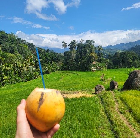 kokosnoot rijstvelden