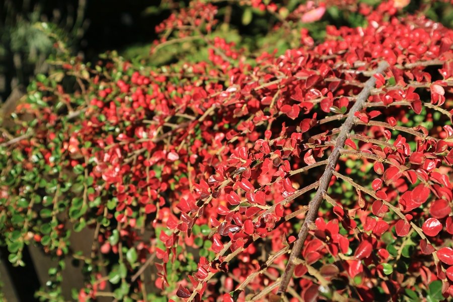 Groepsrondreis Argentinië