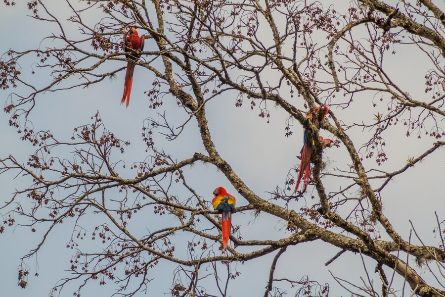 Macaws