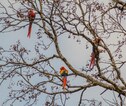 Macaws