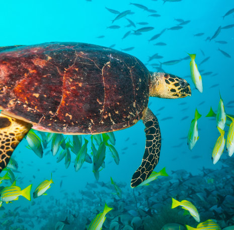 Schildpad Maldiven