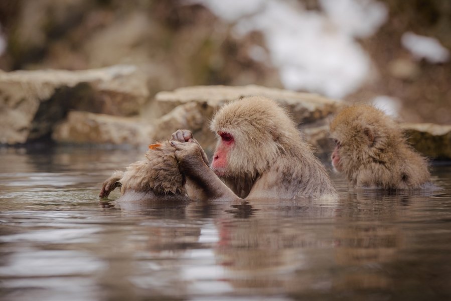 Snowmonkeys Yudanaka 