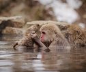 Snowmonkeys Yudanaka 