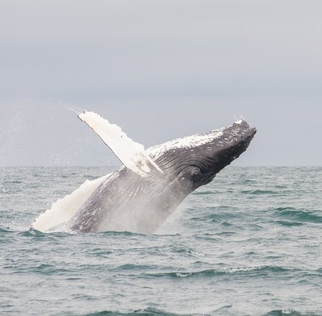 Whalewatching Eyjafjördur