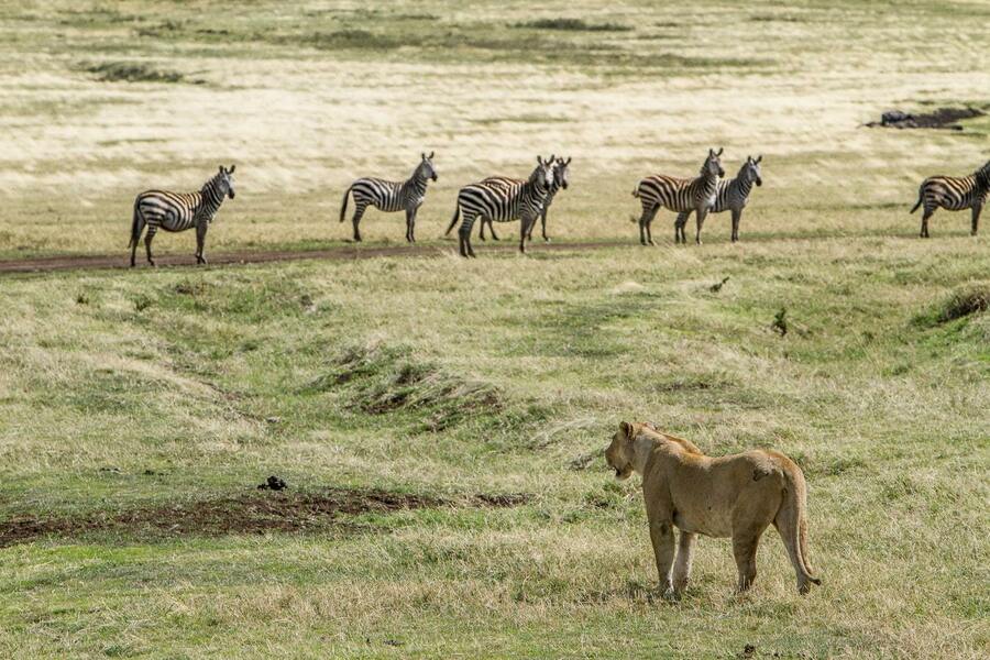 Leeuw in de Ngorongoro