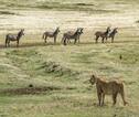 Leeuw in de Ngorongoro