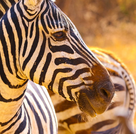 zebra's in Serengeti