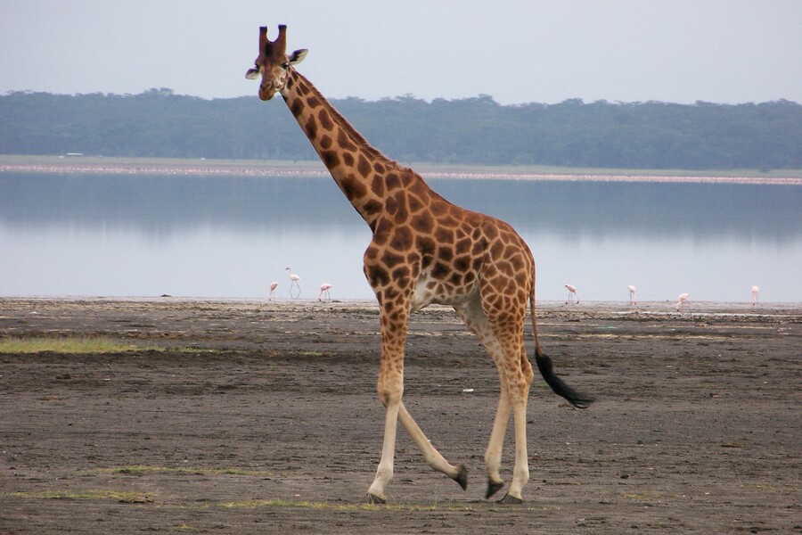 Lake Nakuru
