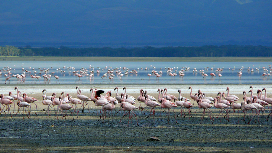 Lake Nakuru