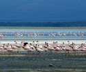 Lake Nakuru