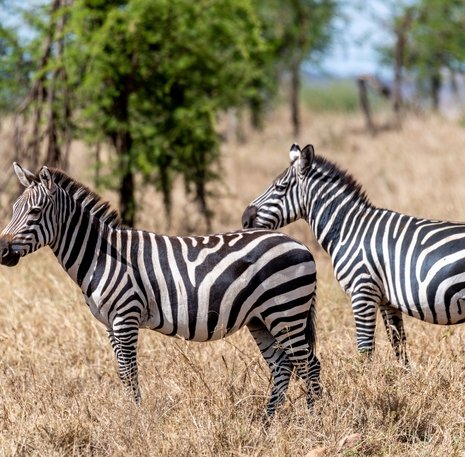 Serengeti_zebra's