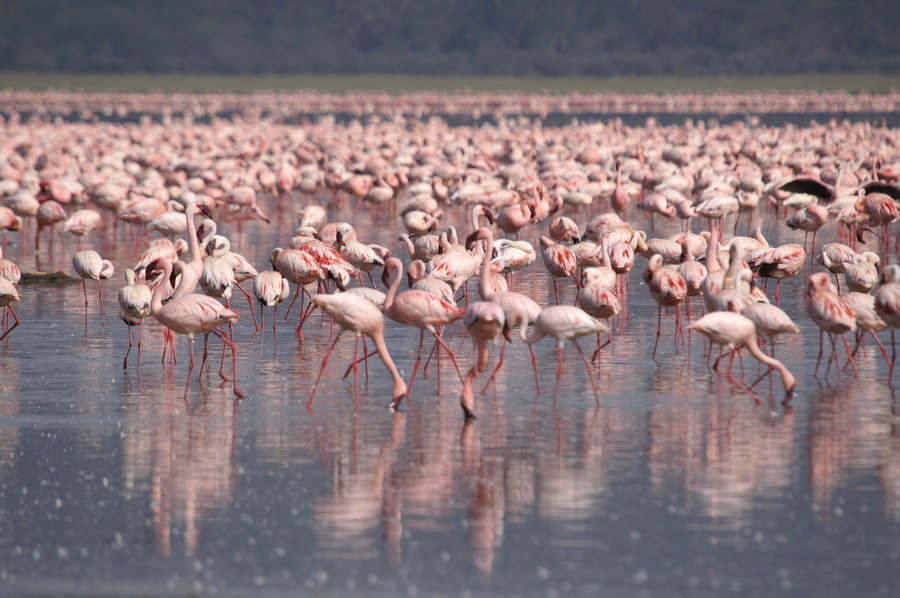 Lake_Nakuru_flamingo's