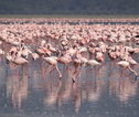 Lake_Nakuru_flamingo's